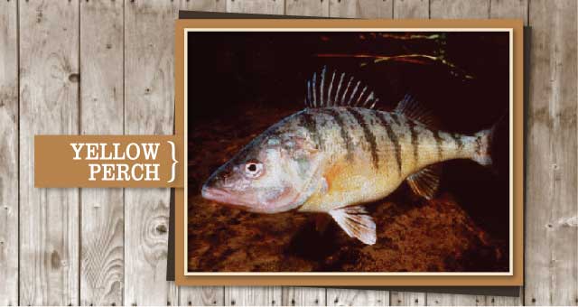Yellow Perch